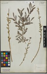 Foto von Salix purpurea L.